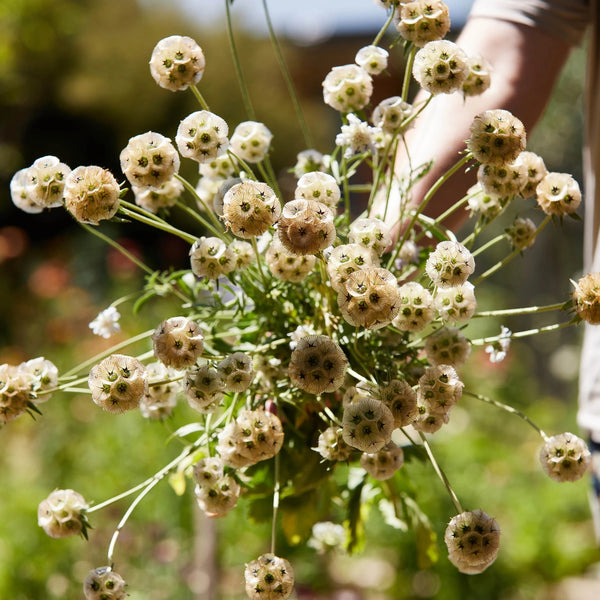star flower seeds Scabiosa Stellata Drumstick Starflower Flower