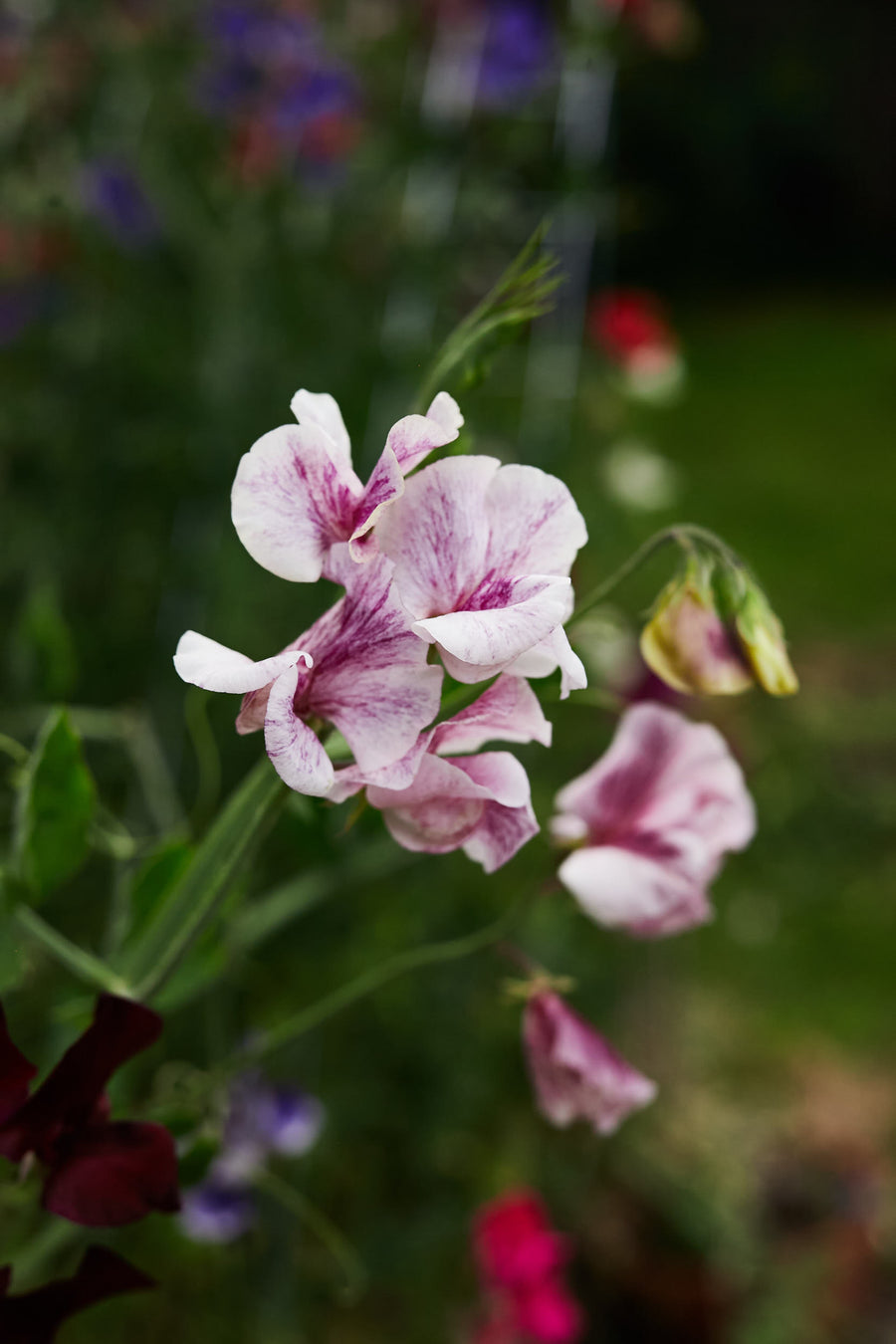 Sweet Pea Streamer Chocolate Flower X 15 Seeds Veggie & Flower Garden Seeds