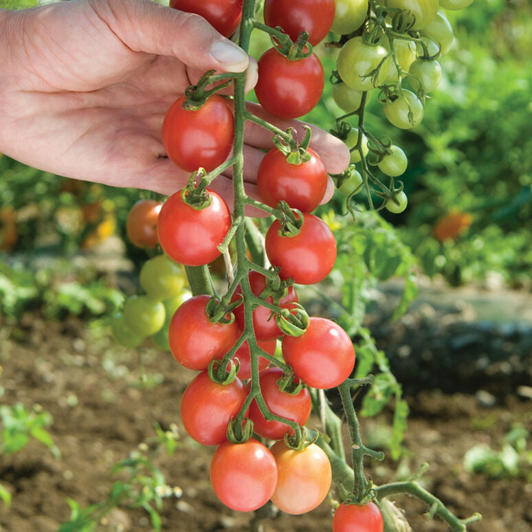 Tomato Pink Marbles | x 100 seeds