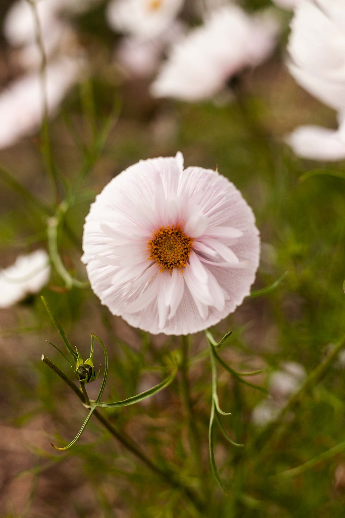 Cosmos Seeds - Cupcake Blush - buy