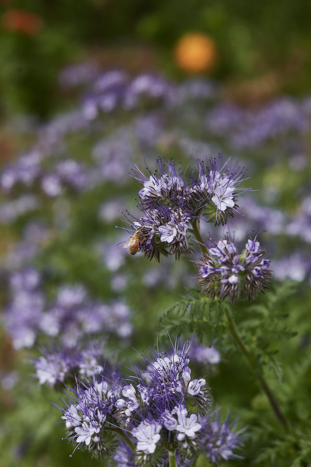 Lacy Phacelia Lavender Blue Tansy Flower 