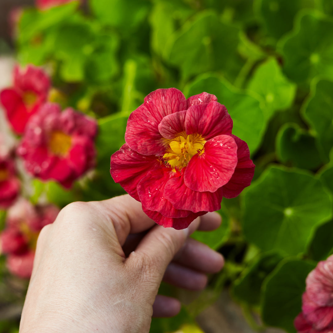cherry rose jewel nasturtium seeds Nasturtium Double Jewel Cherry Rose Flower