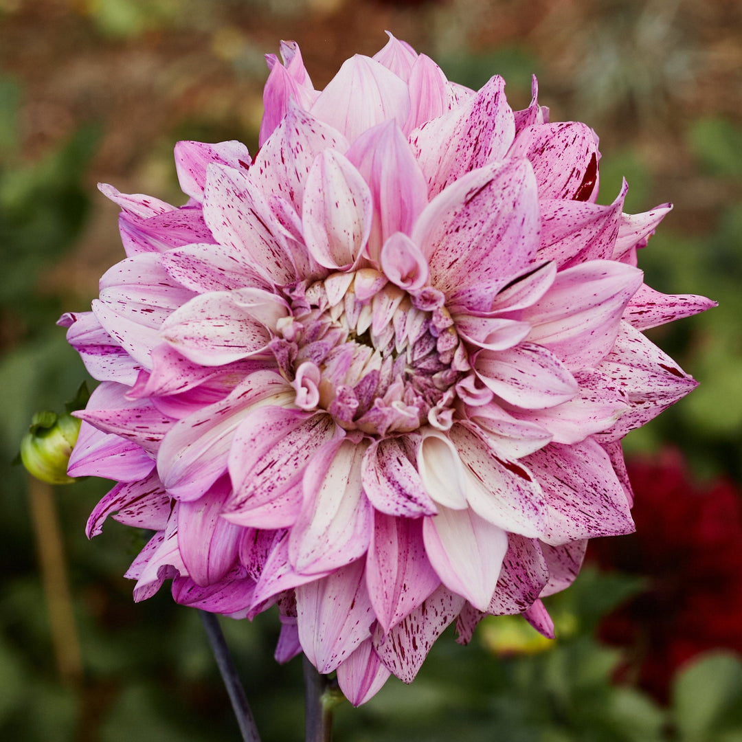 Dahlia Samoan Prince Giant Decorative Dinner Plate Size Tuber