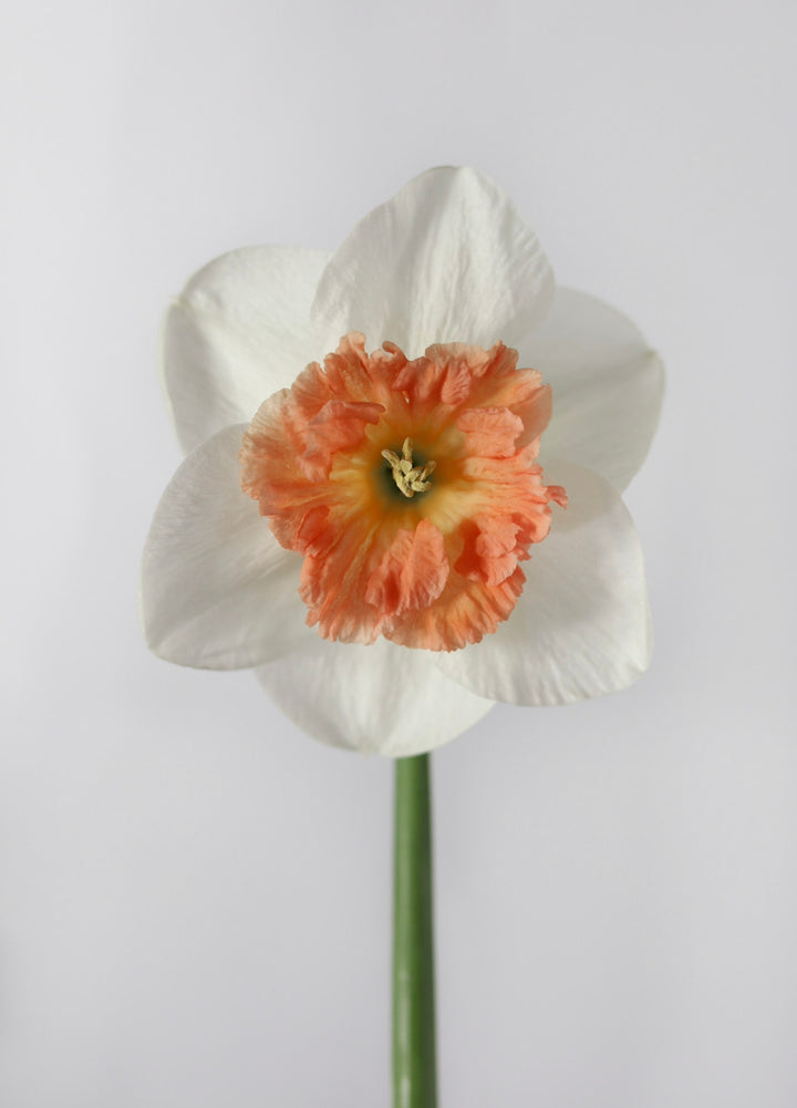 Daffodil Peaches and Cream Flower Bulbs (Pack of 3)