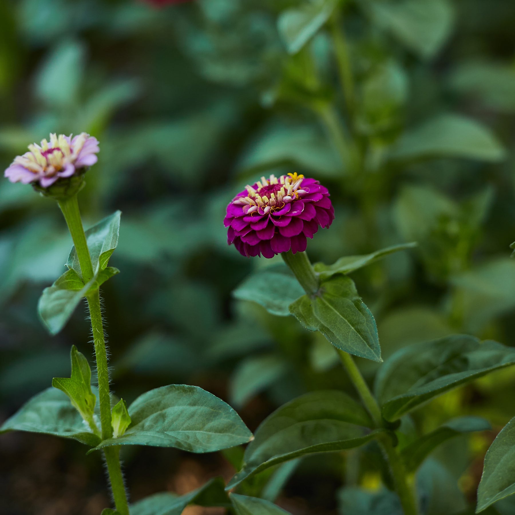 Zinnia Lilliput Mix Flower X 70 Seeds Veggie And Flower Garden Seeds