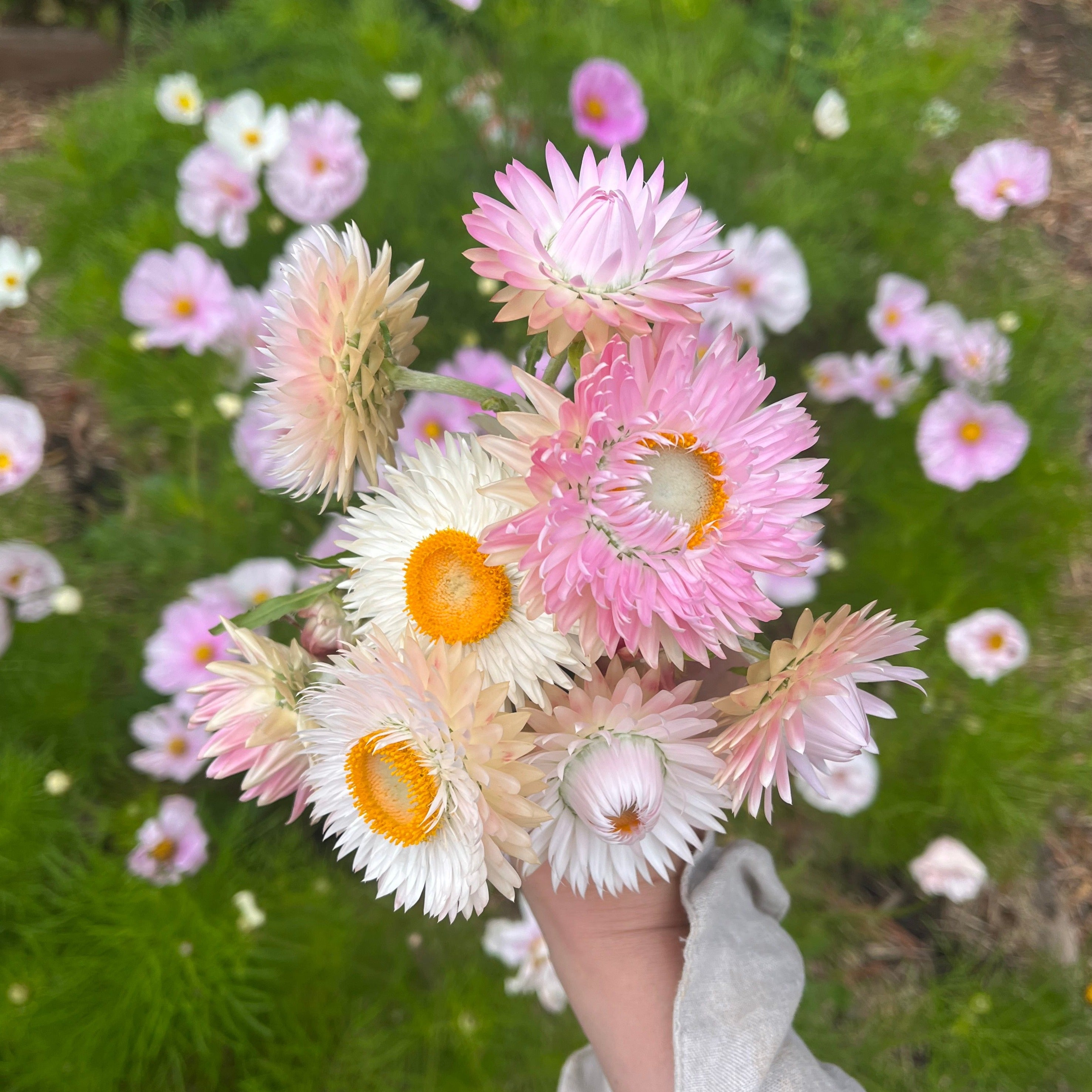 Everlasting Strawflower Silvery Rose | X 100 Seeds – Veggie