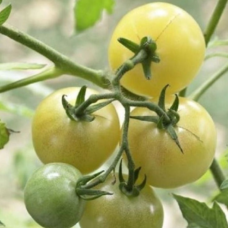 Tomato White Cherry Seed