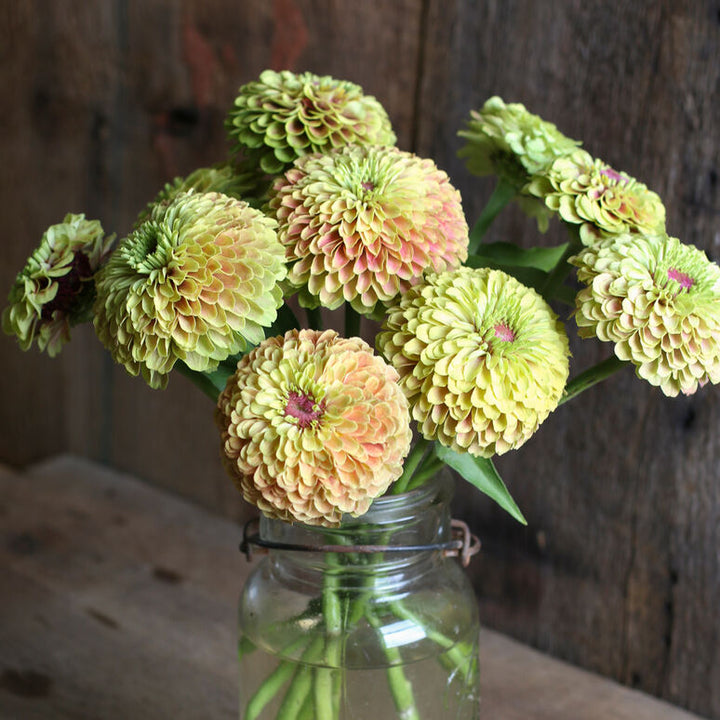 Zinnia Queen Lime with Blush Flower Seeds