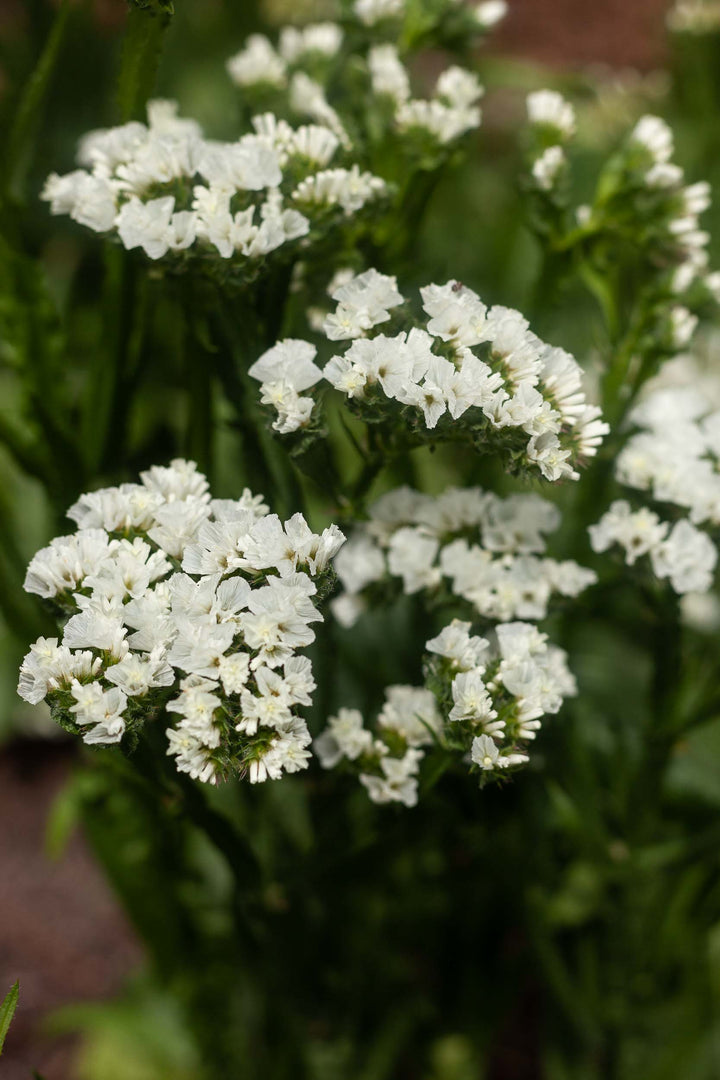 Statice Seeker White Flower