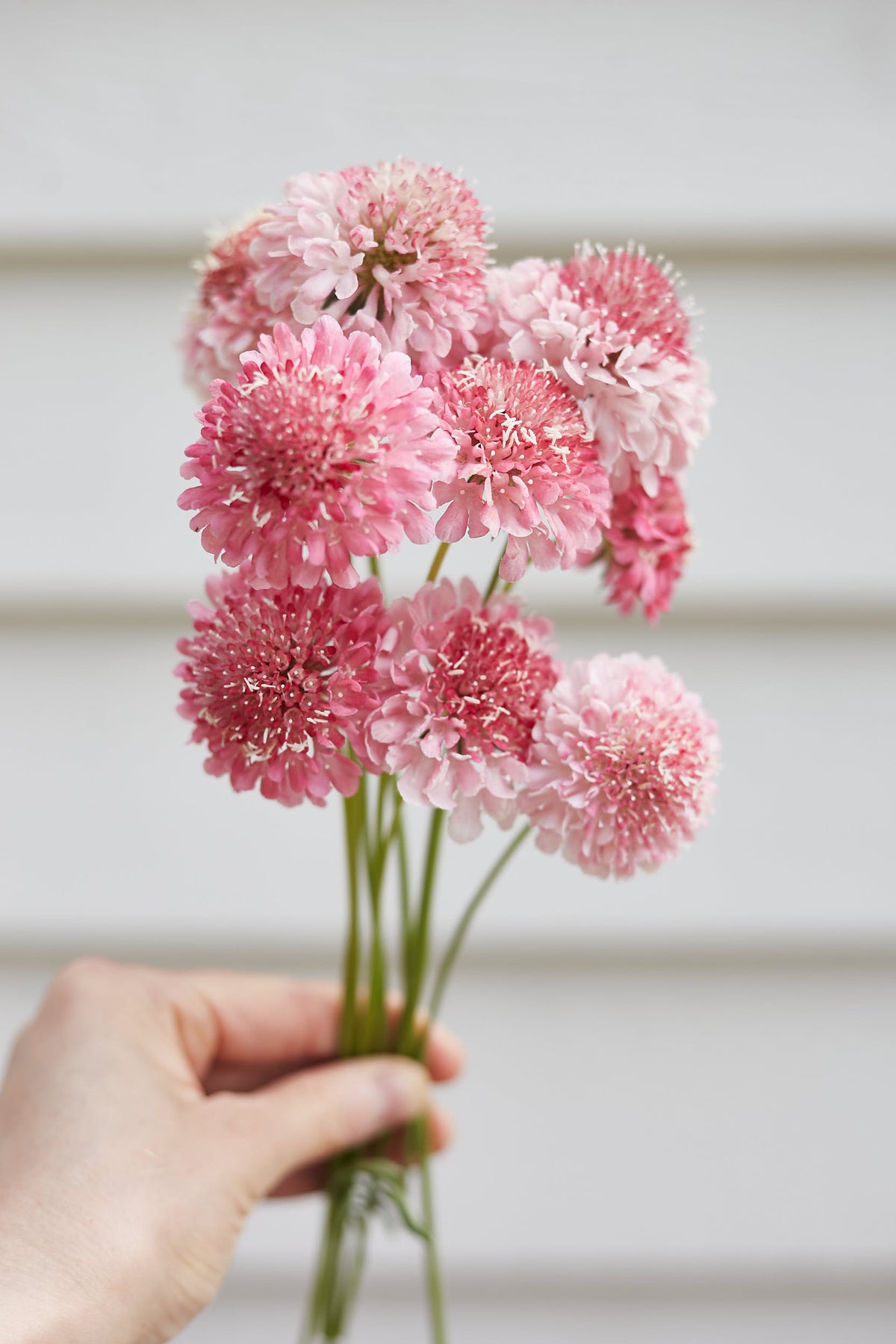 Scabiosa Salmon Rose Pincushion Flower | X 40 Seeds – Veggie & Flower ...