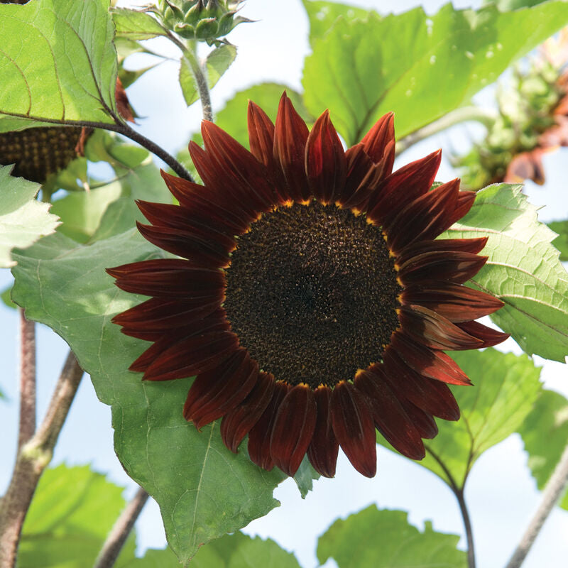 Sunflower Royal Velvet Flower Seeds