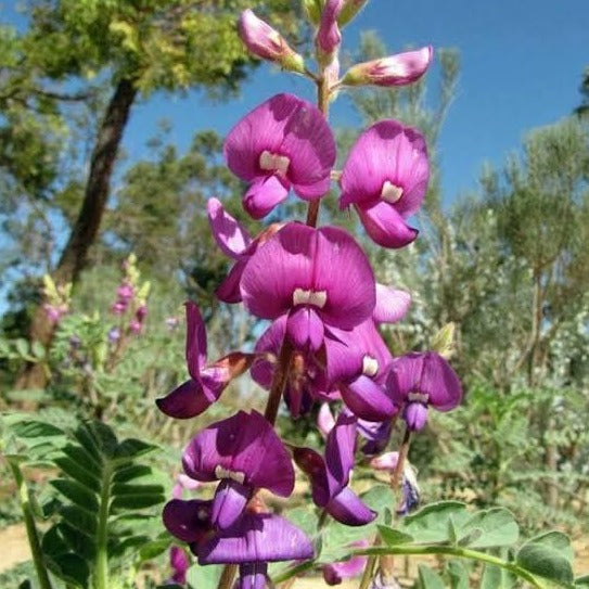 Swainsona Maccullochiana 'Ashburton Pea' Australian Native Flower