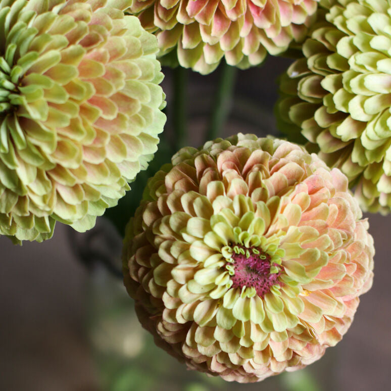 Zinnia Queen Lime with Blush Flower | X 30 Seeds