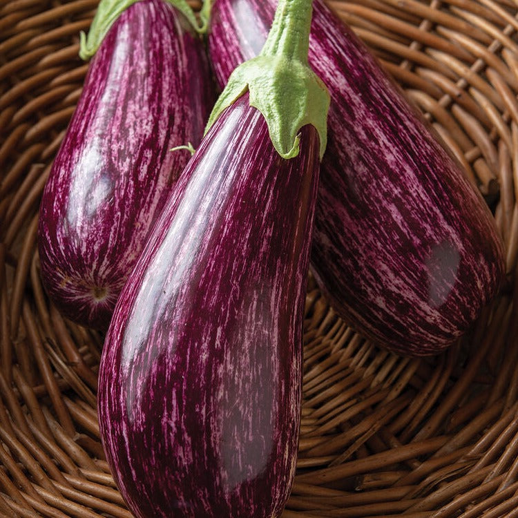 Eggplant Tsakoniki Vegetable | x 50 seeds