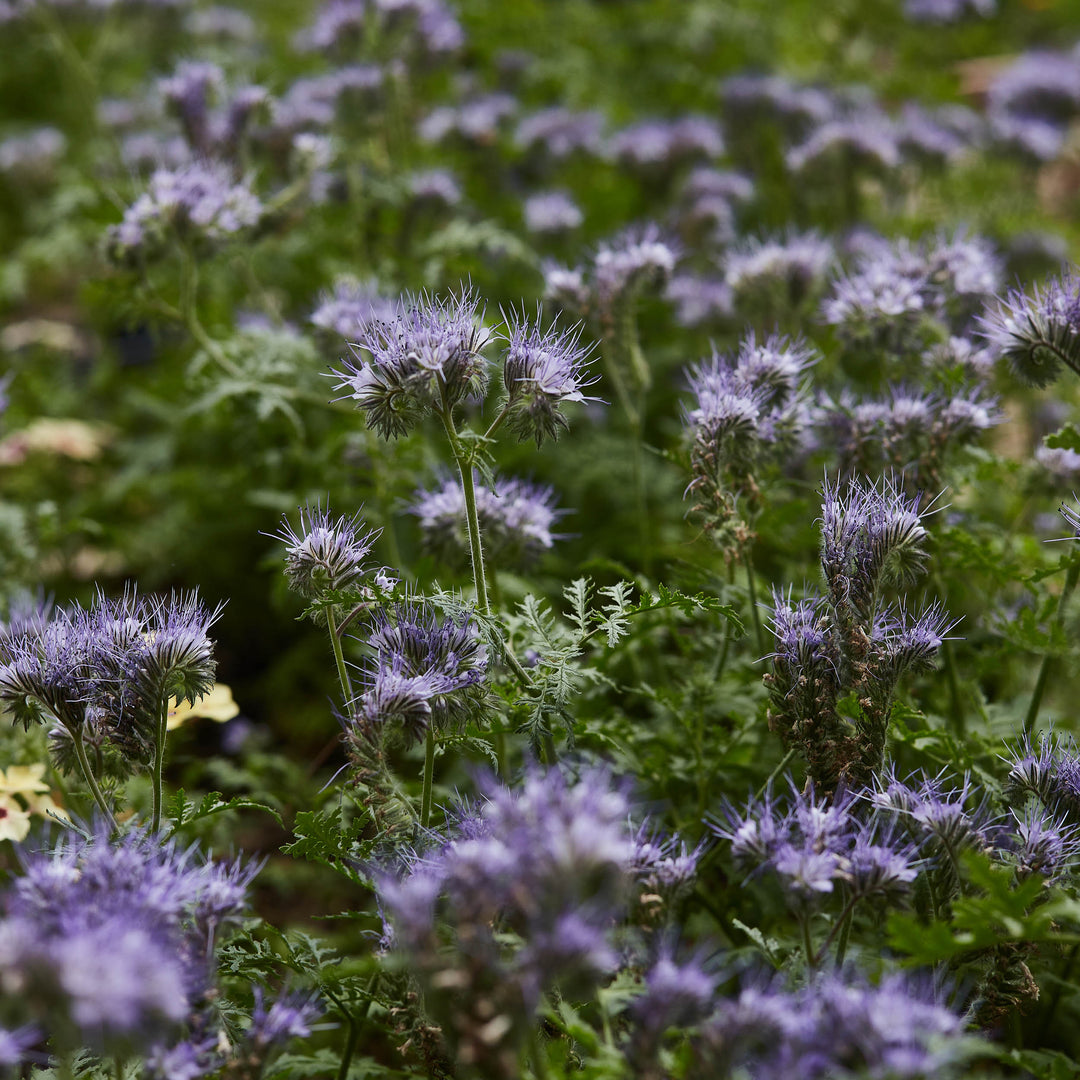 Lacy Phacelia Lavender Blue Tansy Flower 