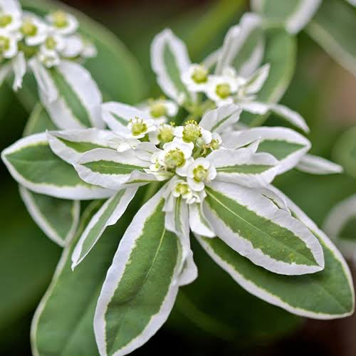 Euphorbia Marginata Snow On The Mountain Flower
