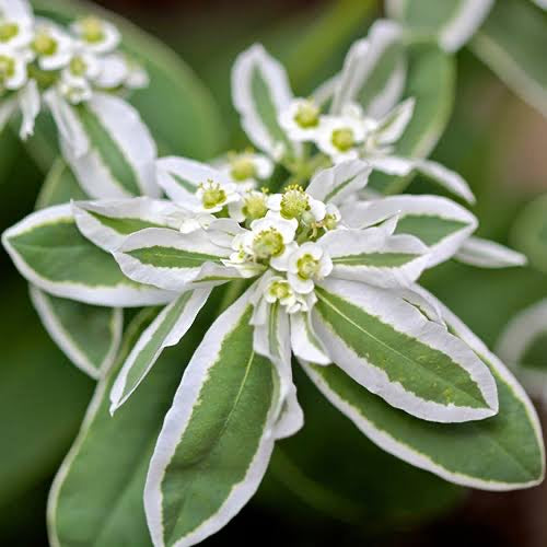 Euphorbia Marginata Snow On The Mountain Flower | X 30 Seeds