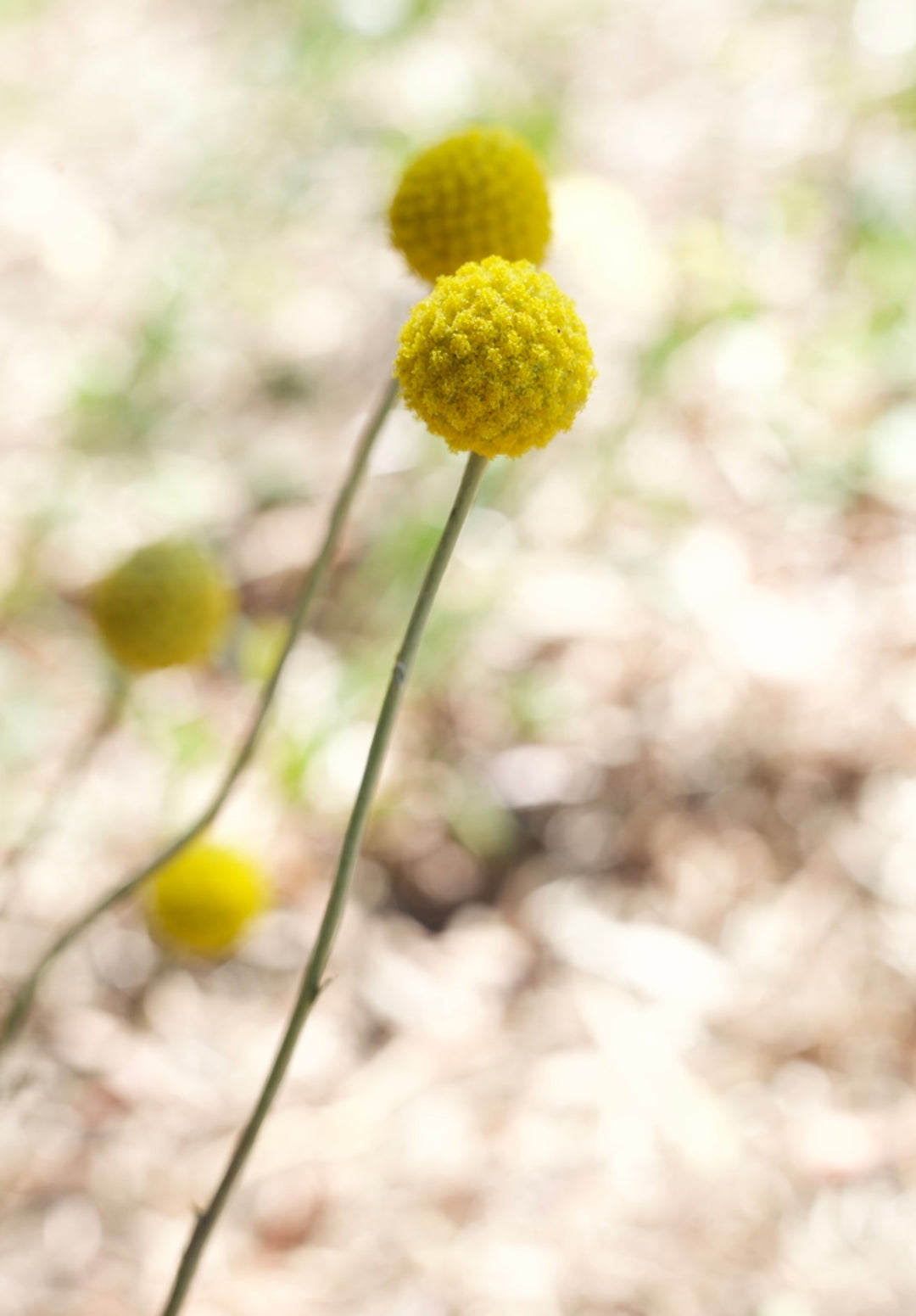 Billy Button Australian Native Flower | X 50 Seeds