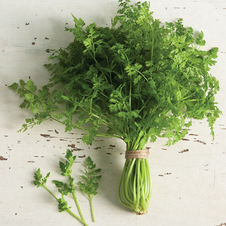 Chervil Curled Herb | X 250 Seeds