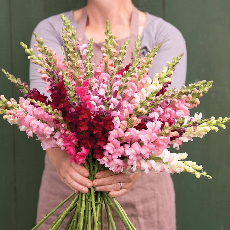 Snapdragon Bouquet