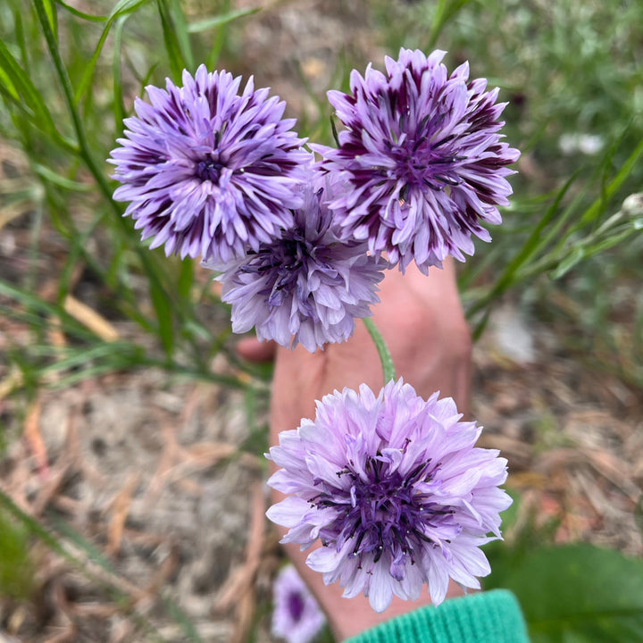 Cornflower Centaurea Classic Magic Flower | X 80 seeds