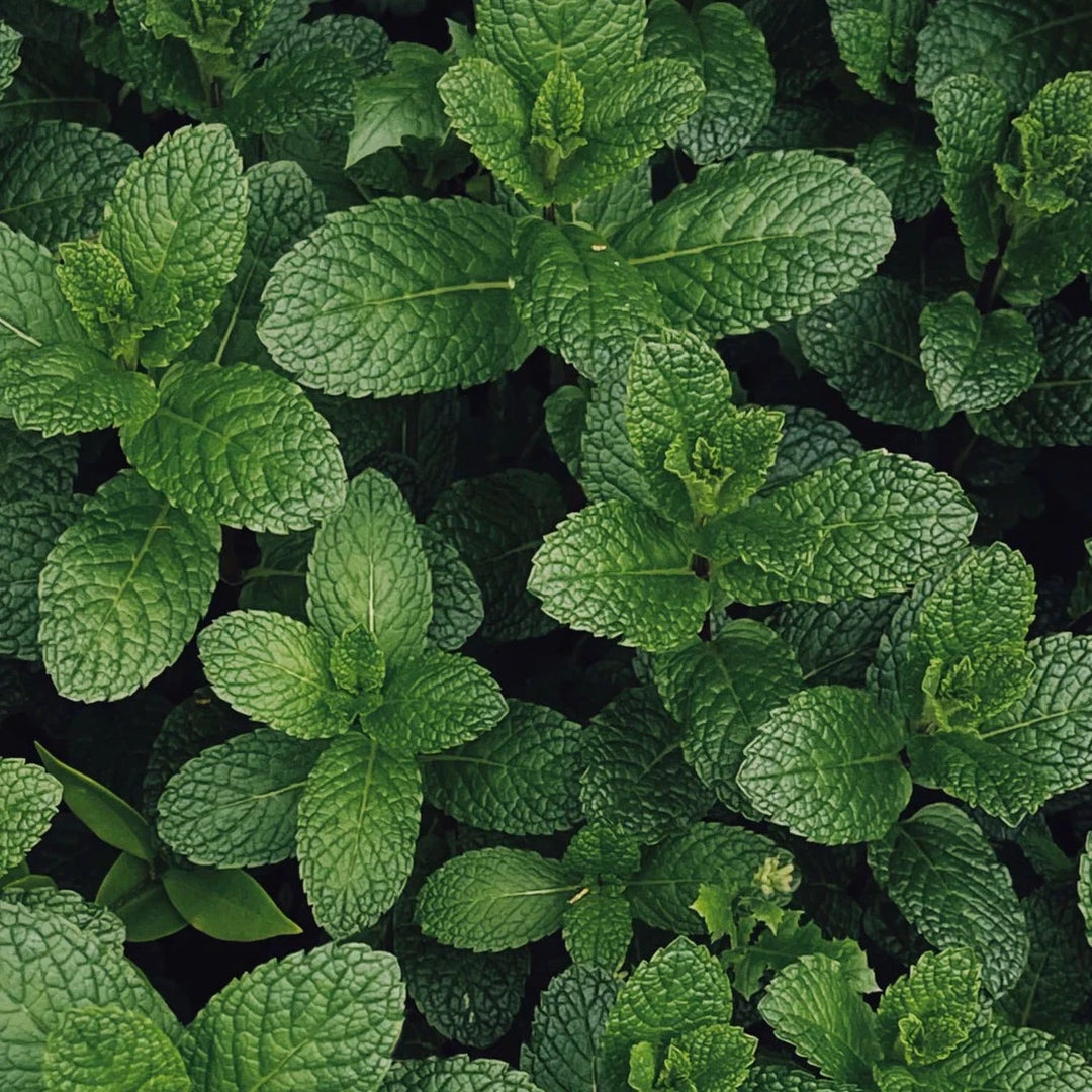 Mint Spearmint Herb | X 100 Seeds