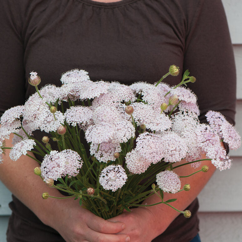 Didiscus Lacy Pink Flower