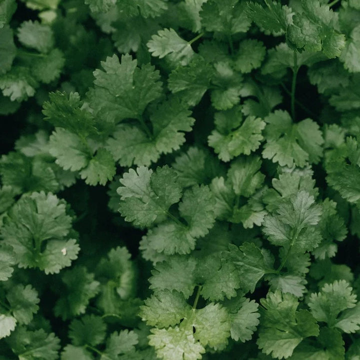 Coriander Hacor Herb