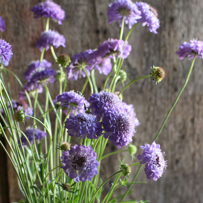 Scabiosa Oxford Blue Flower