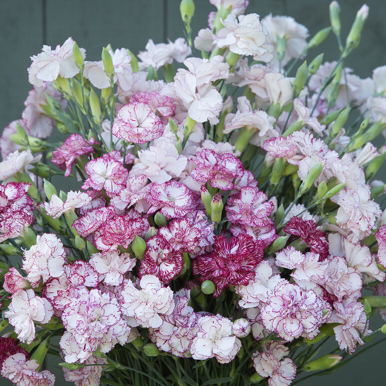 Carnation Chabaud Benigna Flower