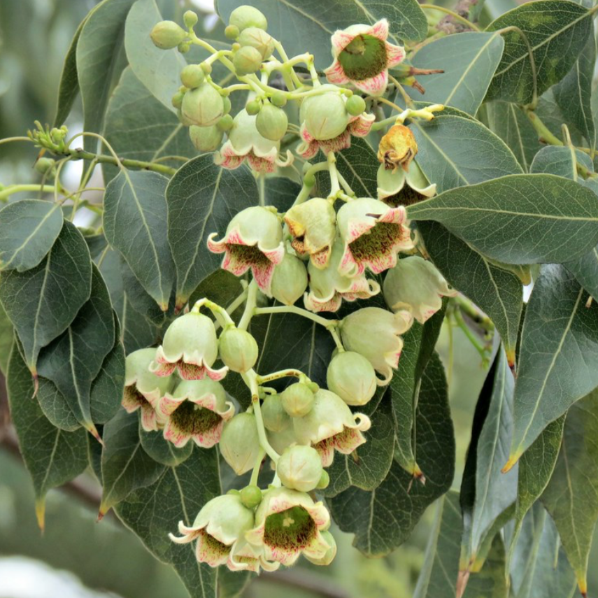 Kurrajong Brachychiton populneus Australian Native X 10 Seeds