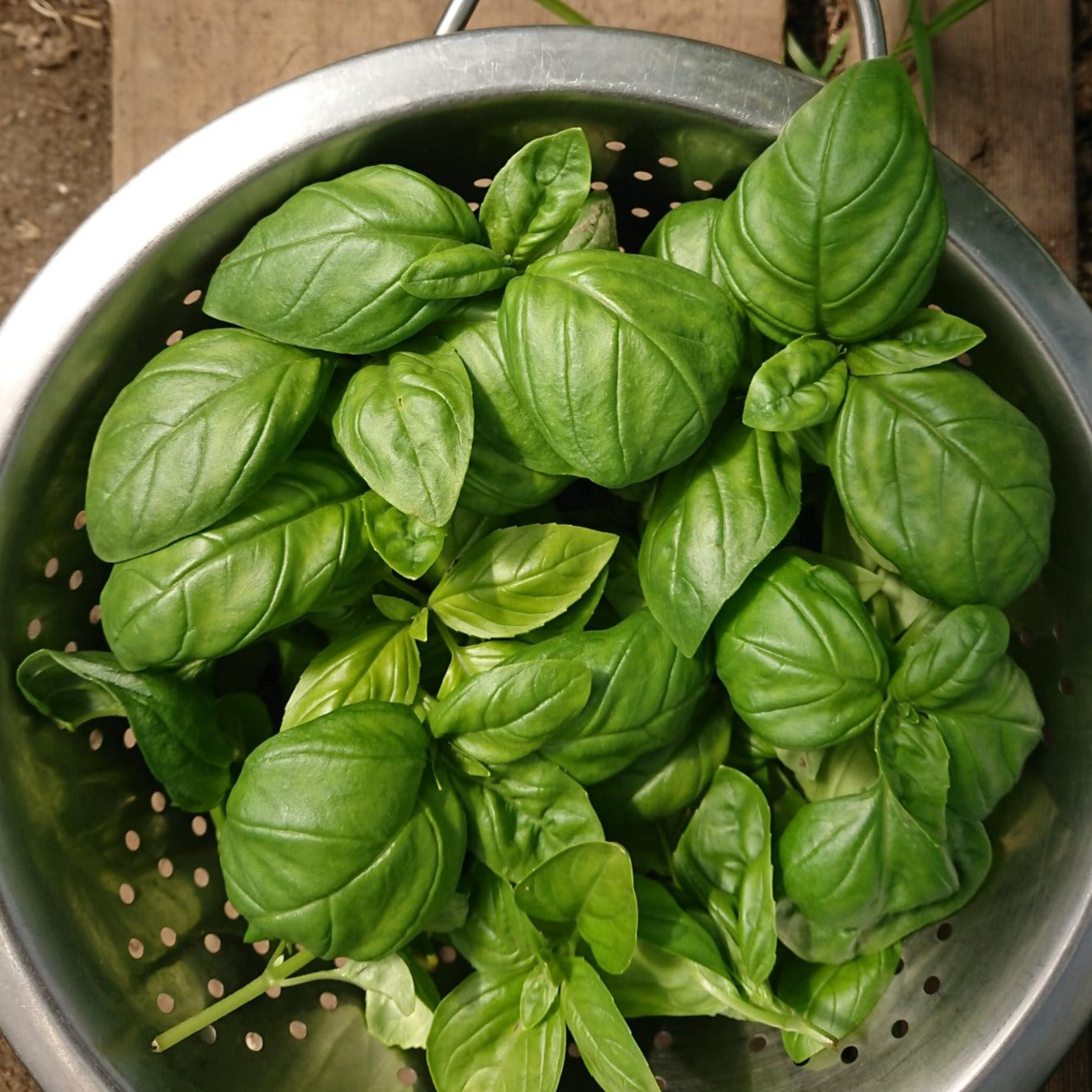 Basil Italian Herb x 200 seeds Veggie Flower Garden Seeds