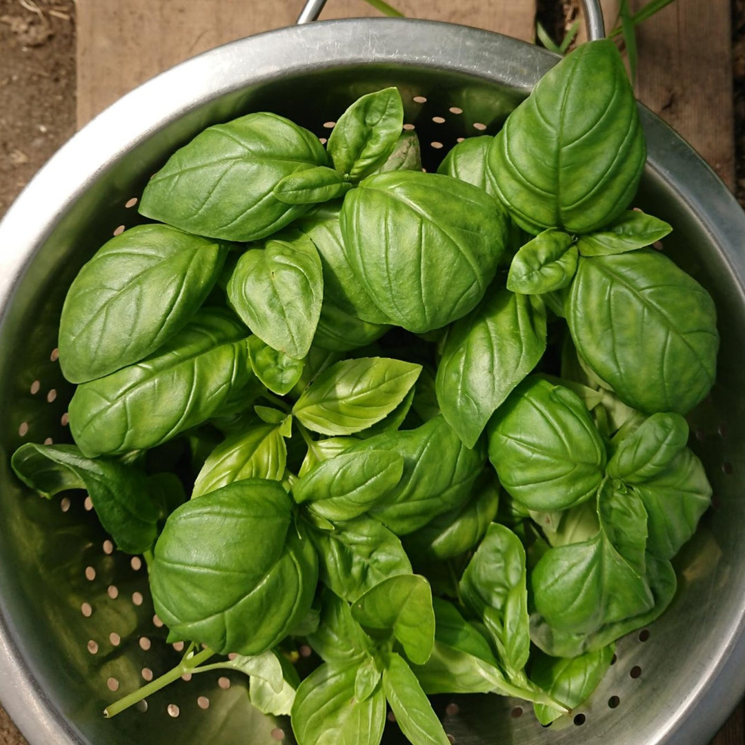 Basil Italian Herb Seed