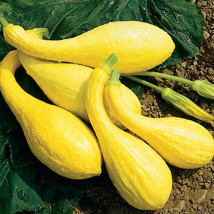 Squash Crookneck Early Summer Yellow 