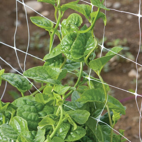 Spinach Malabar Green
