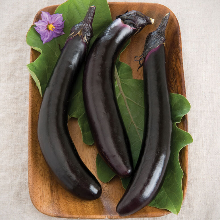 Eggplant Long Purple 