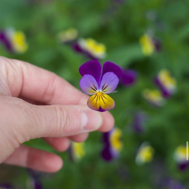 Viola Helen Mount 'Johnny Jump Up' Pansy Flowe