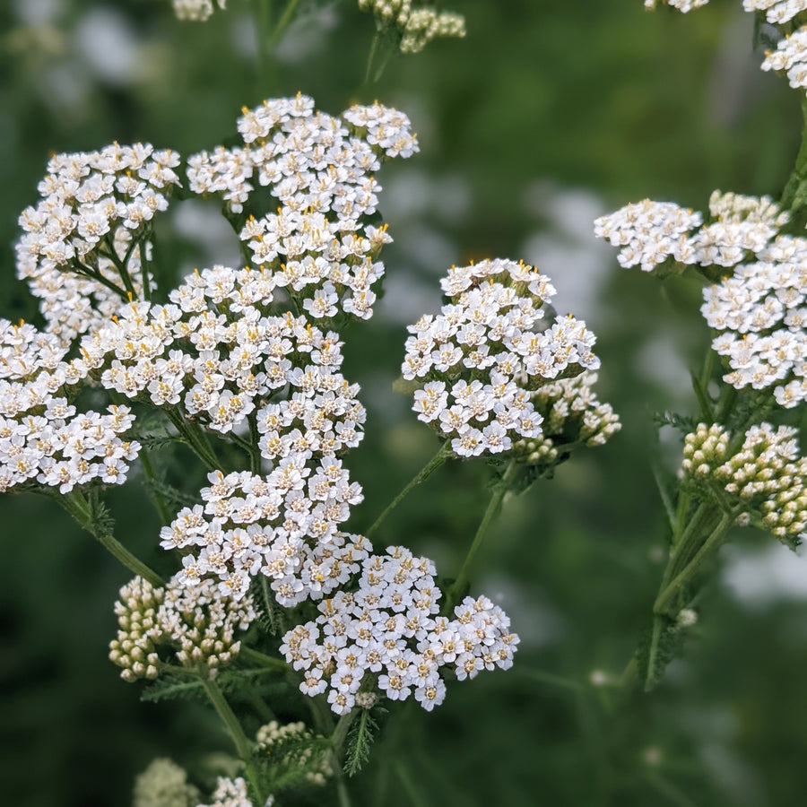 Yarrow White Flower | X 500 Seeds – Veggie & Flower Garden Seeds