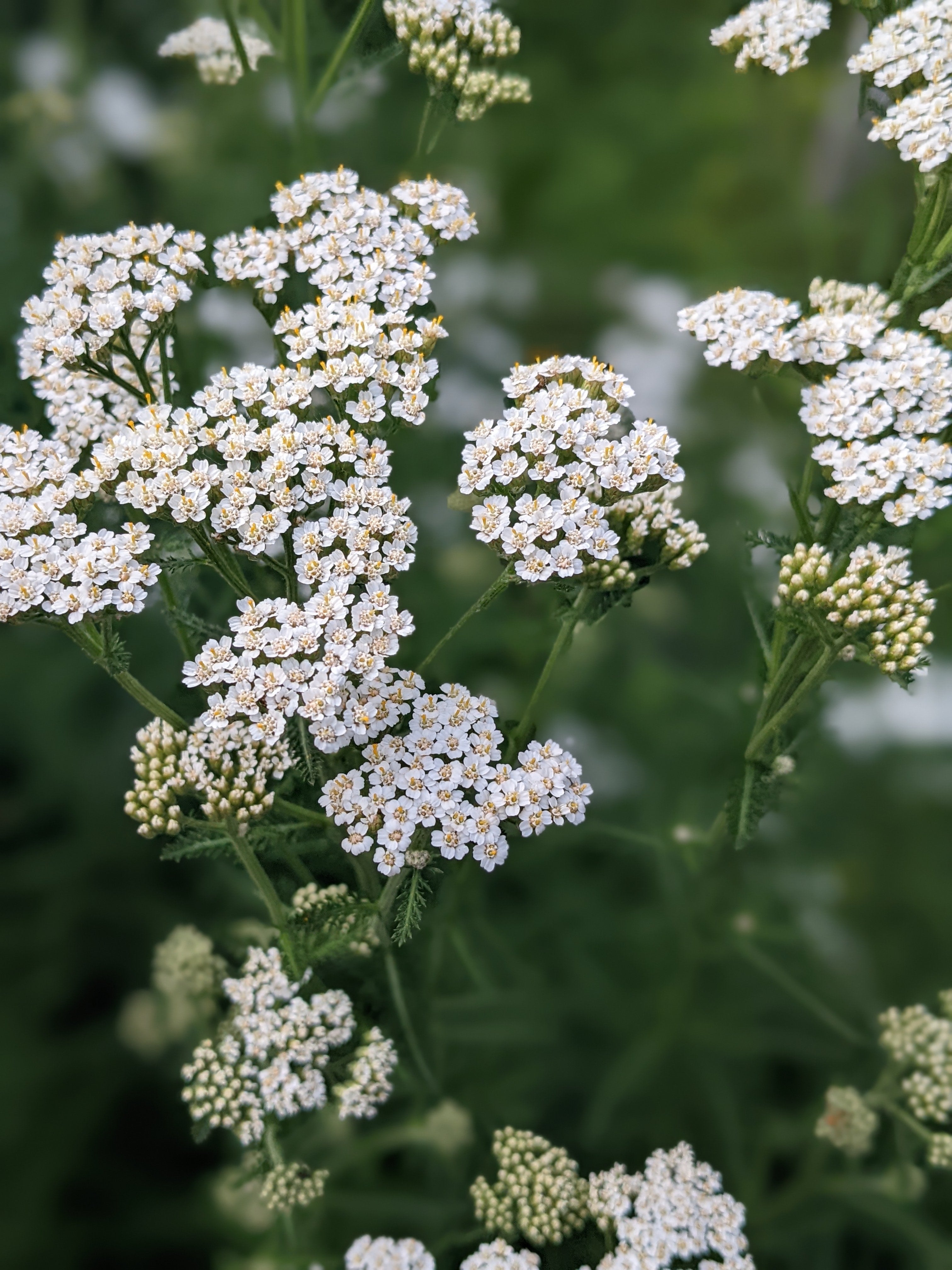 Yarrow flower deals