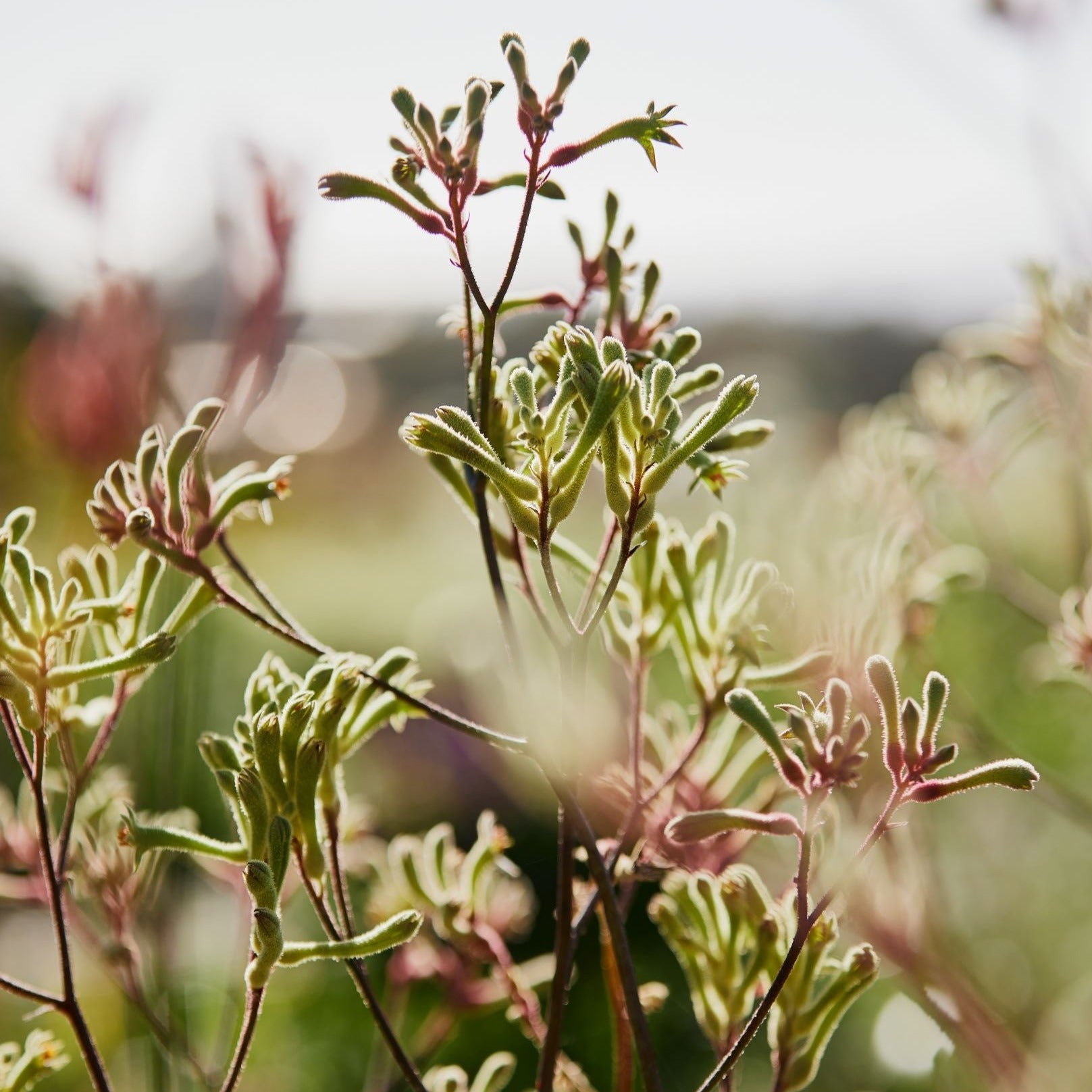 Kangaroo Paw Lime Green Australian Native X 50 Seeds Veggie