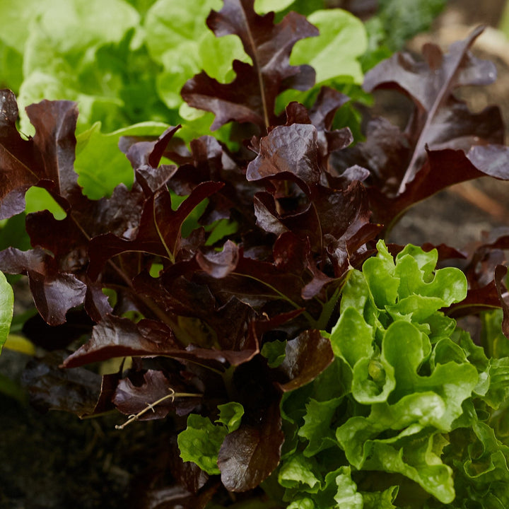 Lettuce Loose Leaf Mix Vegetable | X 150 Seeds