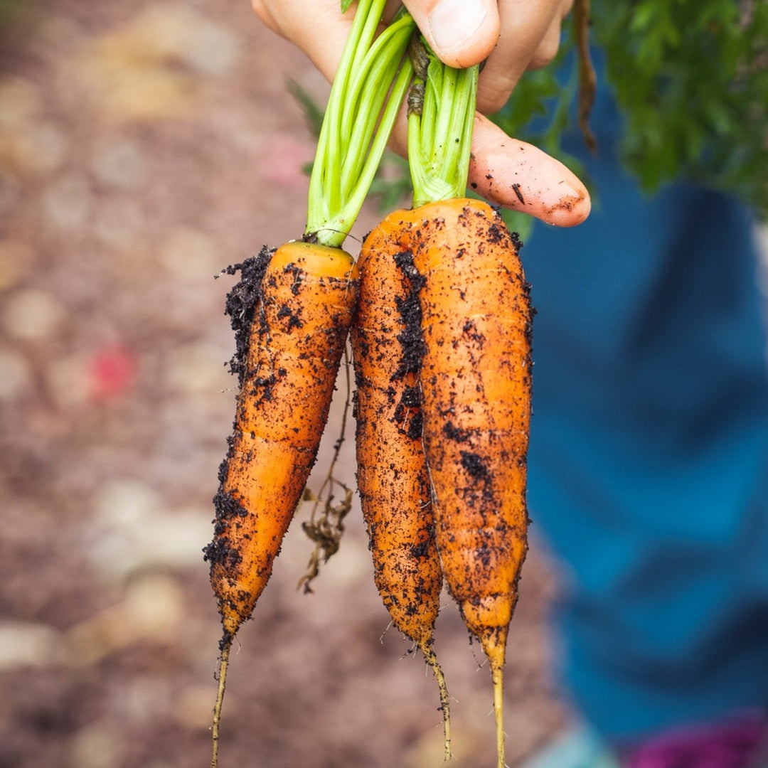 Carrot Chantenay Royal Vegetable | x 400 seeds