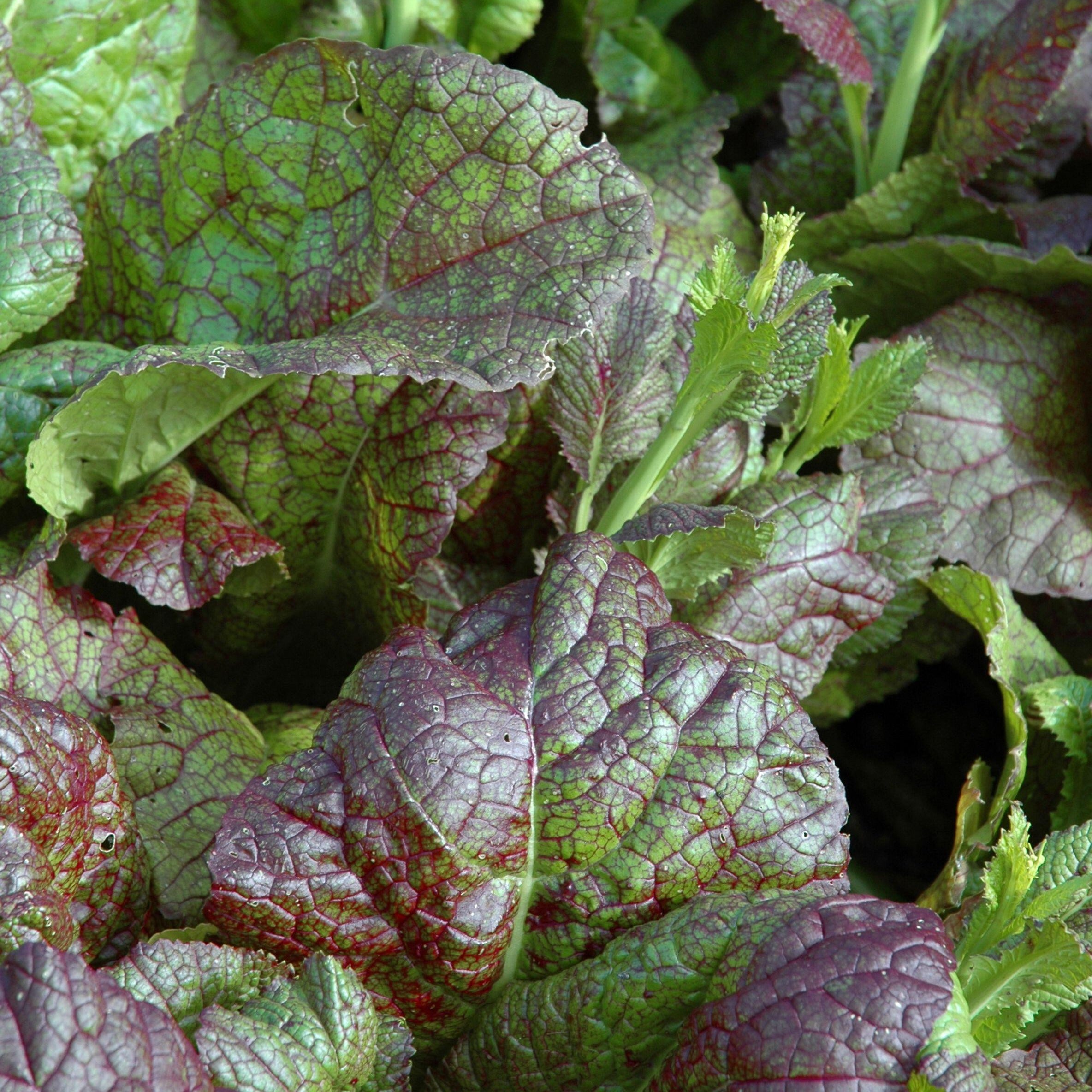 Mustard Greens Red Giant Herb | X 150 Seeds – Veggie & Flower Garden Seeds