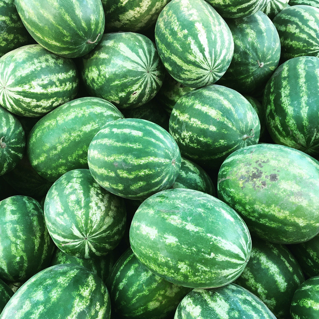 Watermelon Bush Jubilee 