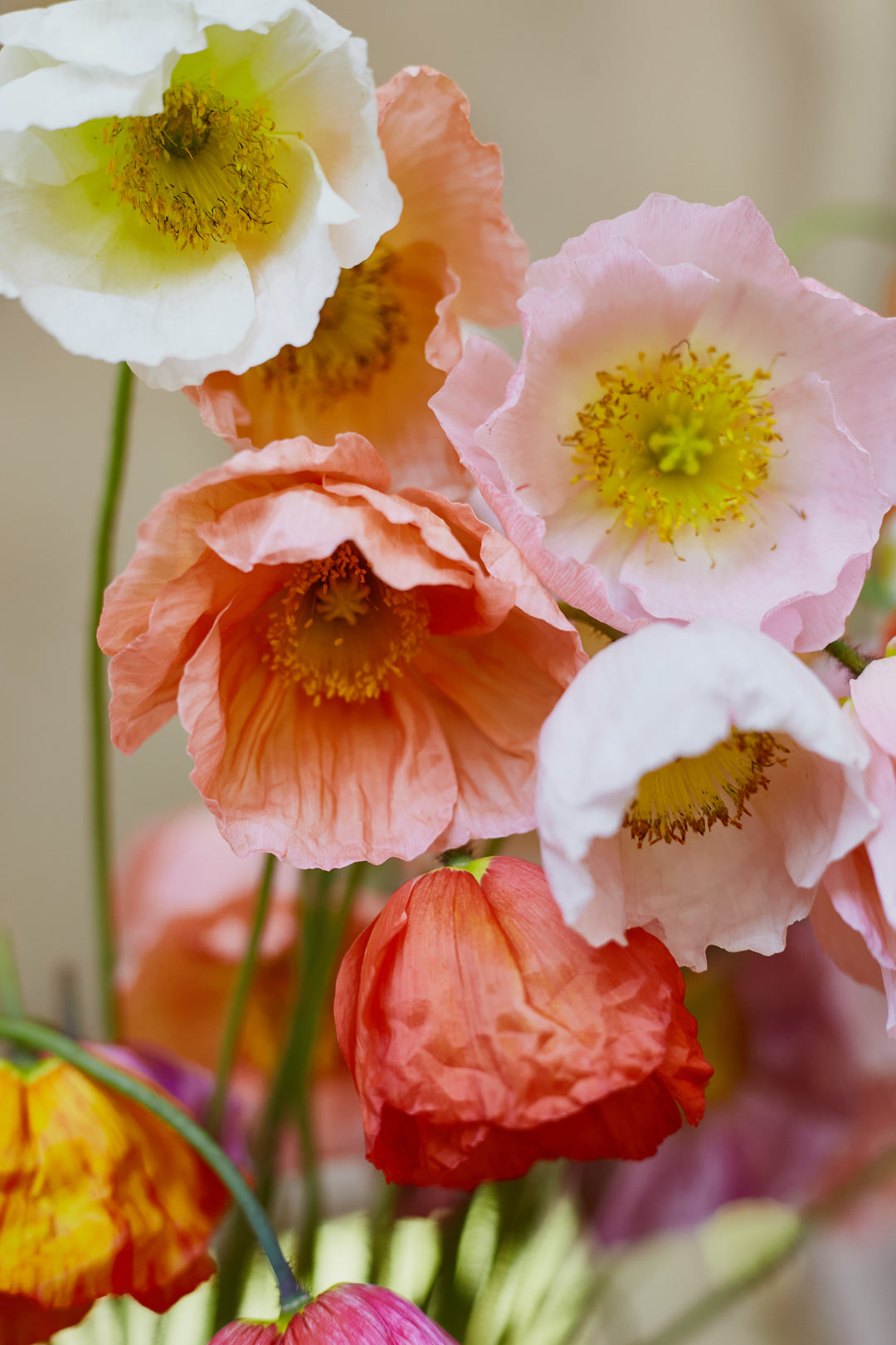 Poppy Iceland Pastel Victory Giant Mixed Flower | x 300-500 seeds