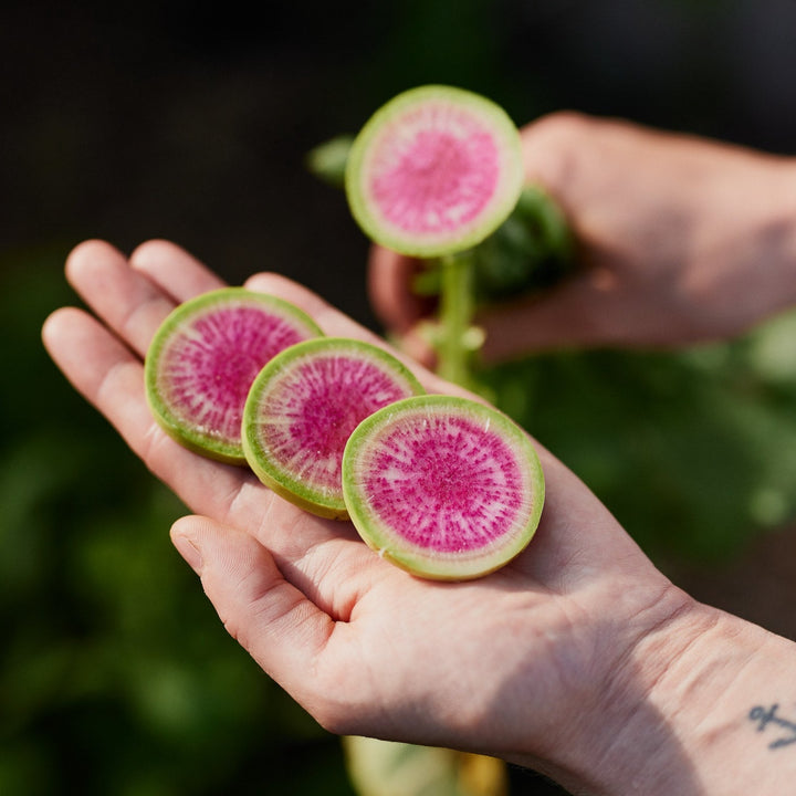 Radish Watermelon Vegetable | X 80 Seeds