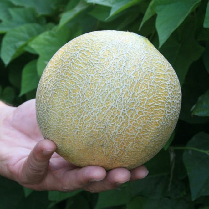Rockmelon Hales Jumbo Fruit Vegetable | X 20 Seeds