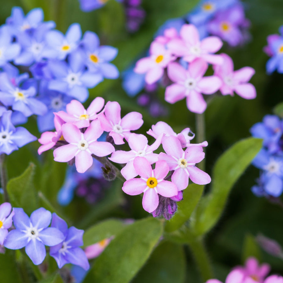 Myosotis Me Not Flower Seeds Veggie & Flower Garden Seeds