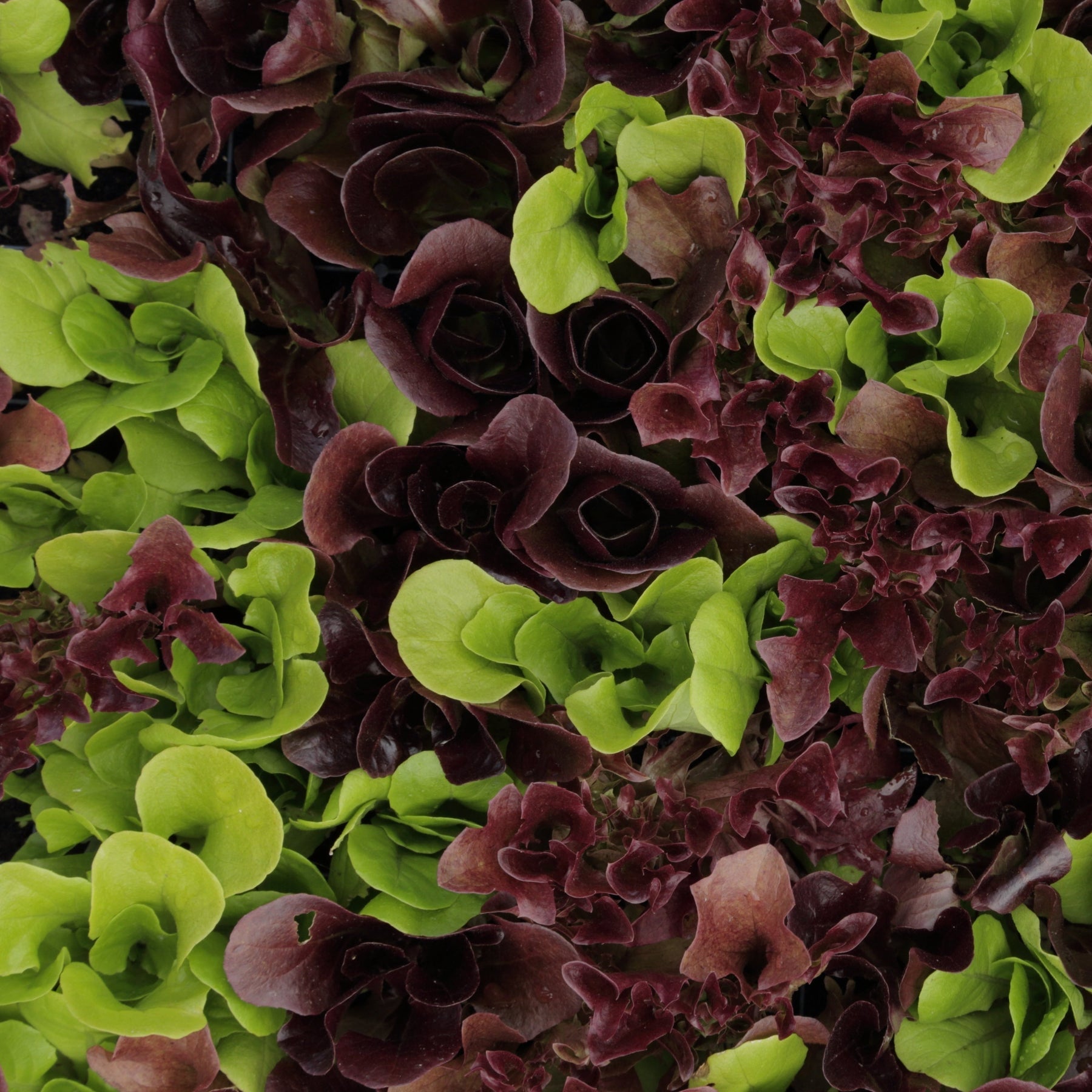 Lettuce Salad Bowl Mix (Red + Green) Vegetable X 200 Seeds Veggie