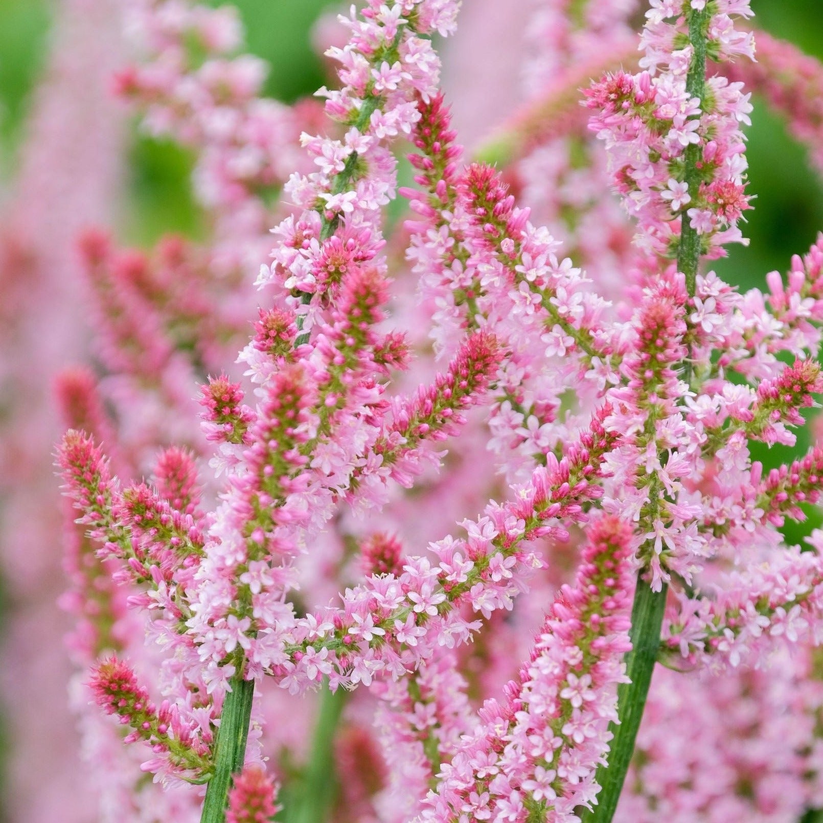 Statice Russian Rat's Tail Pink Poker Flower | X 100 Seeds – Veggie ...